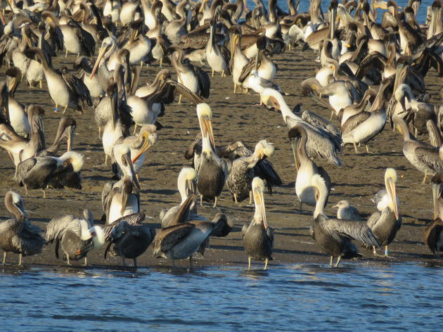 Scenes from the Brown Pelican survey