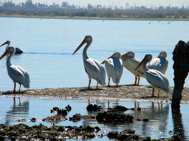 Audubon's role at the Salton Sea