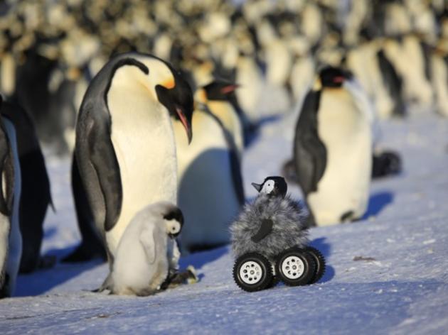 New tool for monitoring wildlife: Rover chicks