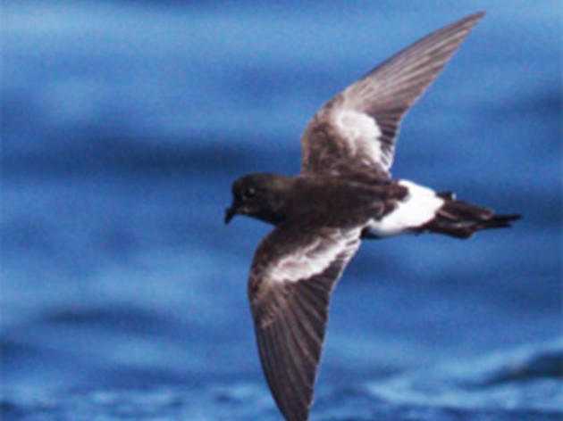 Potential new seabird discovered