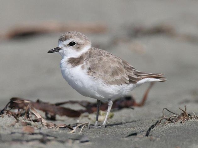 Wintering population of Pacifica Snowy Plovers increasing
