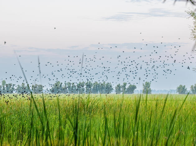 Tricolored Blackbirds on the Rise!