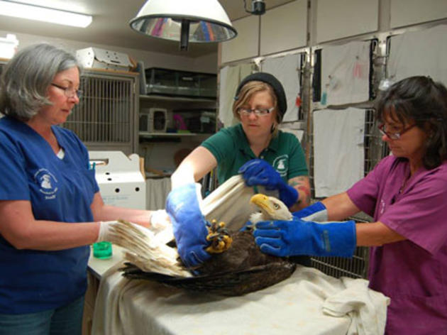 Portland Audubon treating Bald Eagle for lead poisoning