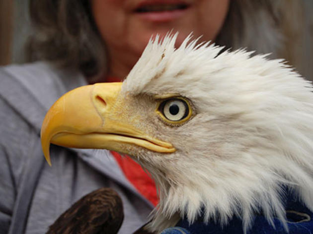 Research on lead in Oregon raptors leads to conclusion about lead ammo