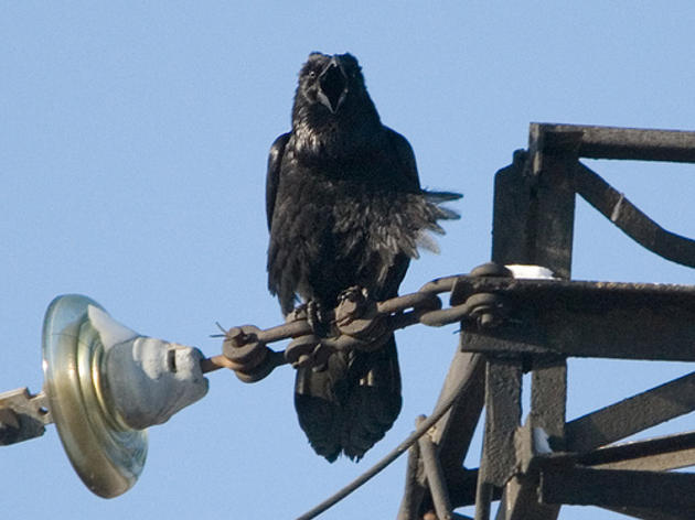 Ravens taking advantage of power lines