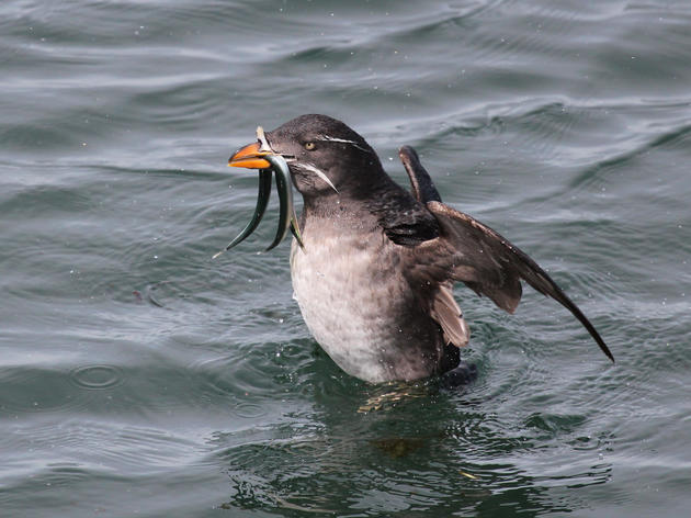 A landmark win for little fish that are a big deal for marine birds
