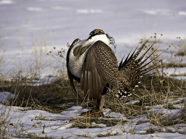 Endangered Species Act protections should be given to Bi-State Distinct Population Segment of Greater Sage-Grouse