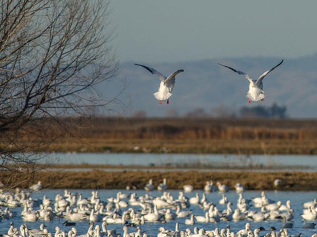 Attempt to defund water for refuges in House is an attack on California's migratory birds