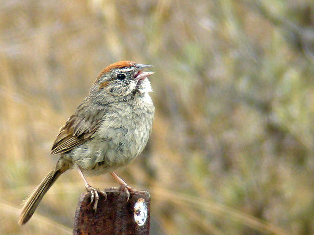 Oldest recorded Rufous-crowned Sparrow found at the Audubon Starr Ranch