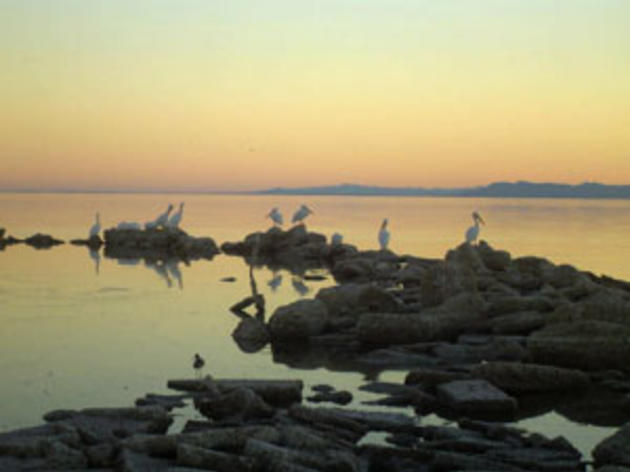 Pondering Salton Sea restoration
