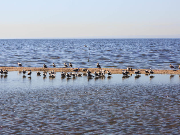 Statement from Audubon California following Assembly Committee hearing on the Salton Sea