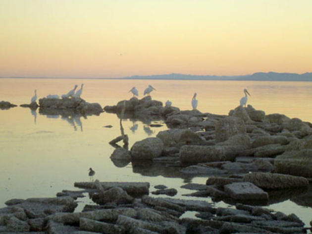 Inaction on Salton Sea will cost region billions