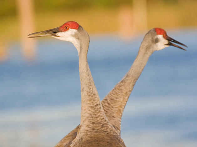 Why the Sandhill Crane is a 2012 Bird of the Year nominee