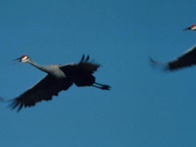 Sandhill Cranes in Lodi