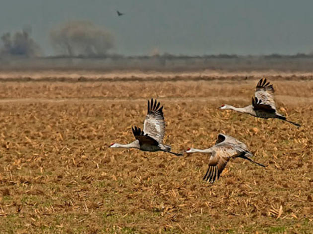 Op-ed: Central Valley environment has given more than its share during the drought