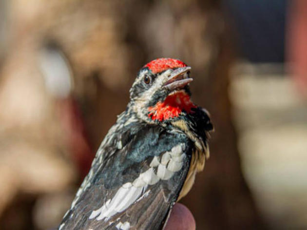 Cool wintering birds from the Audubon Starr Ranch Sanctuary