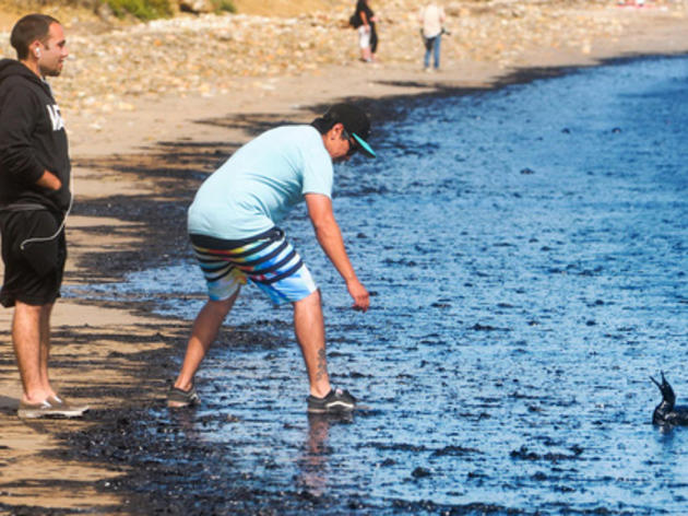 Audubon California calls for full investigation into Santa Barbara oil spill