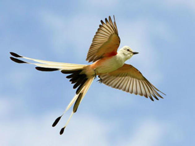 Rare bird alert: Scissor-tailed Flycatcher