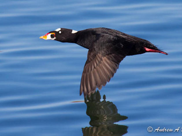 Egging on Sea Duck Recovery: Scientists testing new method for boosting waterbird populations in Richardson Bay