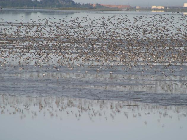 Coastal Commission decision protects birds and vital habitat in Humboldt Bay