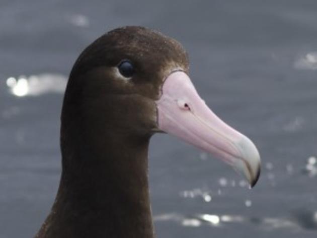 A brighter future for short-tailed albatross