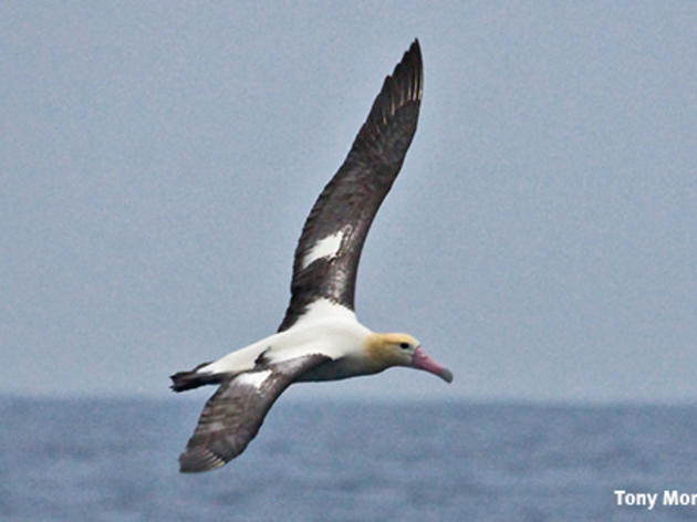 Ornithologists discover flight causes genome shrinkage