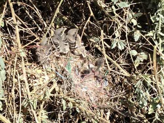 Loggerhead Shrike nest in Central Valley hedgerow