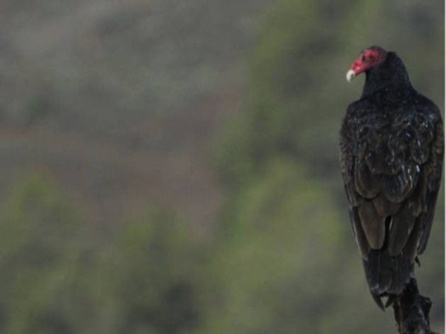 Kern River Valley to host annual Turkey Vulture Festival