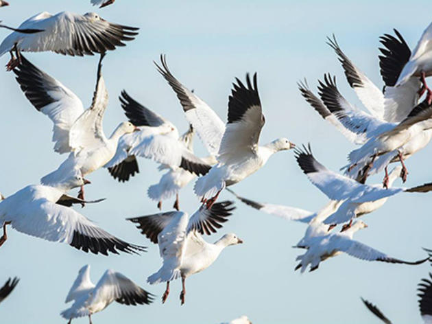 Drought's hit on rice farming hurts birds