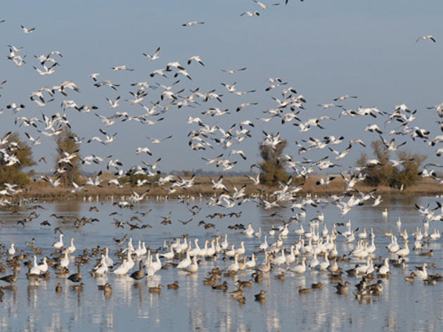 Audubon California secures water for Pacific Flyway’s migrating birds