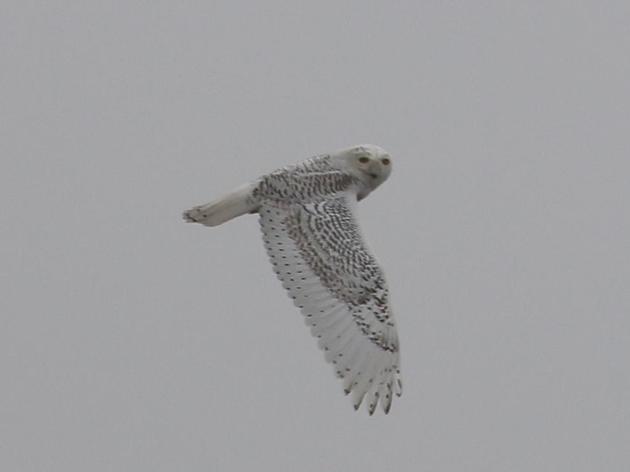 Rare bird alert: Snowy Owl in Humboldt County
