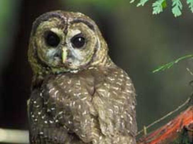 Barred Owl threatening Northern Spotted Owl in Muir Woods