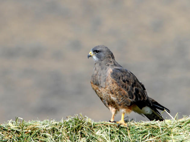 eBird launches great video presentations of bird occurrence in North America