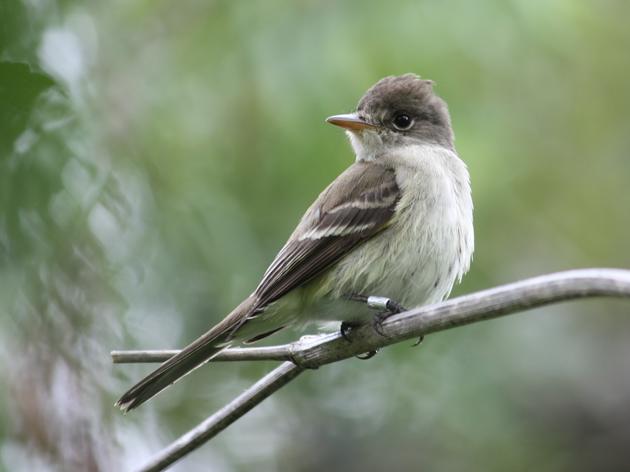 Embattled Southwestern Willow Flycatcher to remain on Endangered Species List