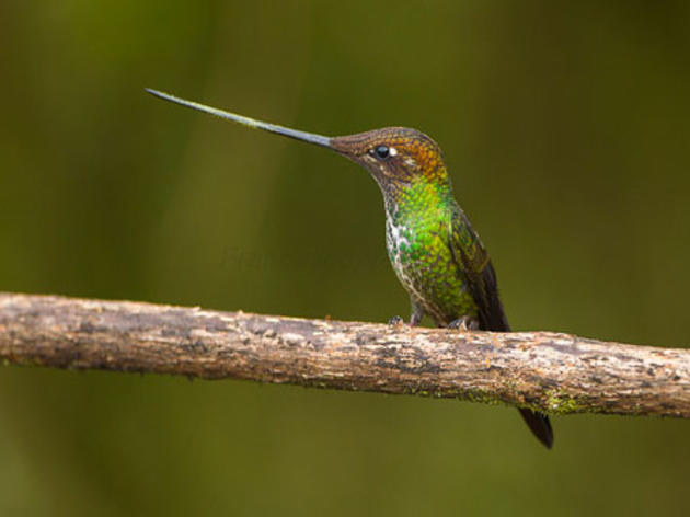 Codependent evolution gave rise to long-tubed flowers and hummingbirds