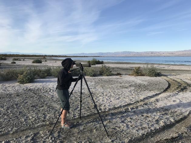 The ever-changing birds at the Salton Sea
