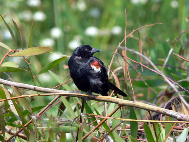 State officials recommend endangered species protections for Tricolored Blackbird