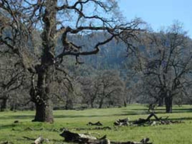 Graham Chisholm writes about Tejon Ranch Conservation Agreement in the S.F. Chronicle