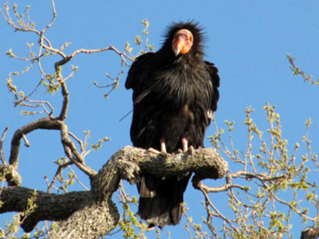 California Condor named Audubon California’s 2011 Bird of the Year