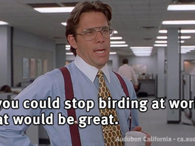 10 ways to skip work and bird