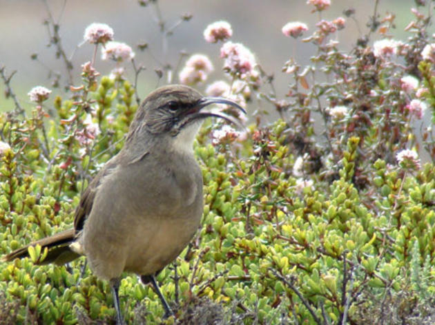 Take a moment to appreciate the awesome California Thrasher