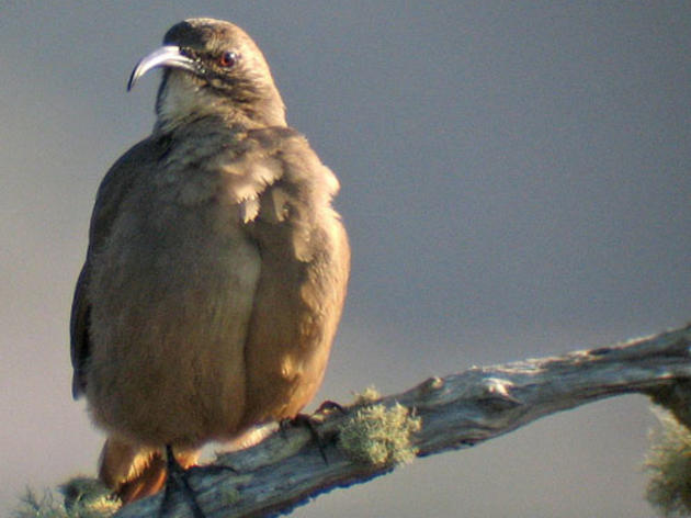 Could global warming research inspire a new wave of green birding?