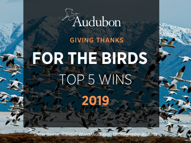 Top 5 Wins for Birds in 2019