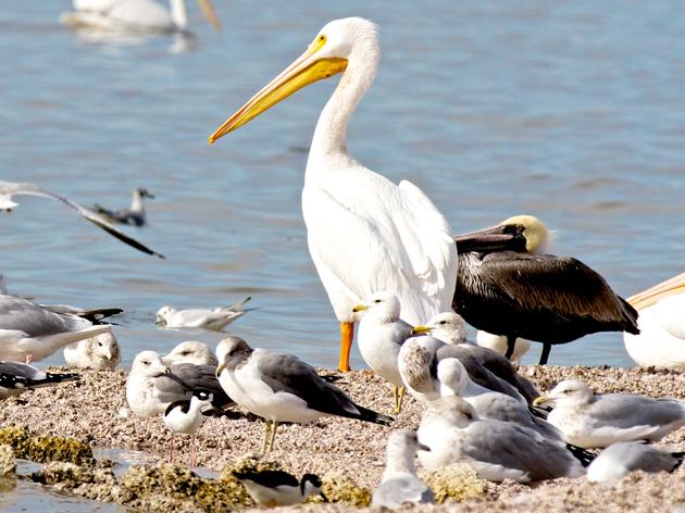 In another sign of problems at the Salton Sea, White Pelicans go missing
