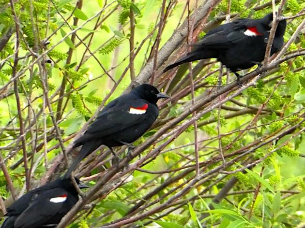 Debi Shearwater and the Tricolored Blackbirds of San Benito County