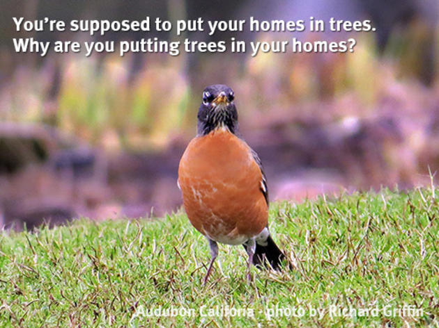 American Robin confused by our holiday traditions