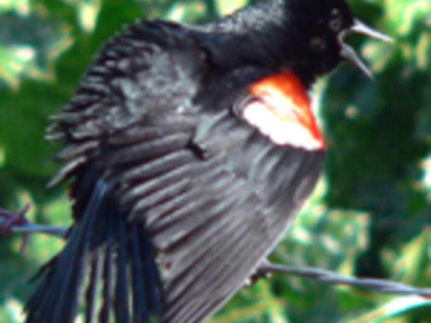 History of Tricolored Blackbird conservation