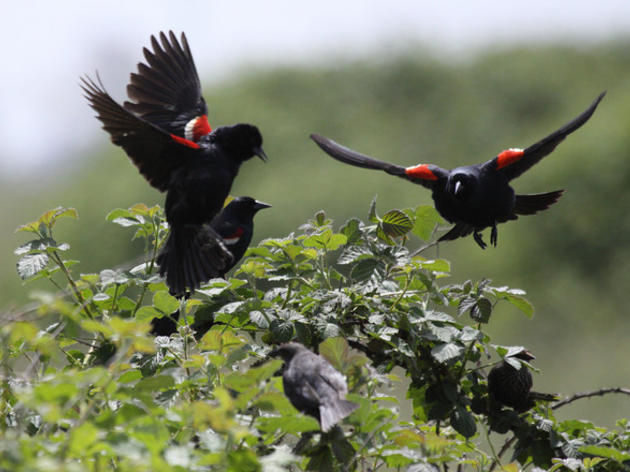 California Fish and Game Commission considers  emergency listing of Tricolored Blackbird