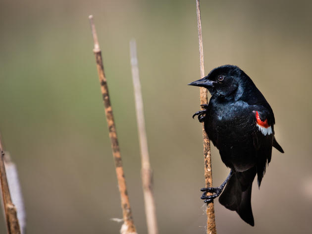 Tricolored Blackbird gets new protections in fight to stave off extinction
