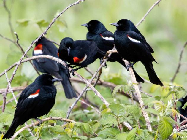 We did it! 177,000 Tricolored Blackbirds Saved in 2020